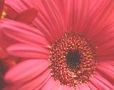 Pink gerberer